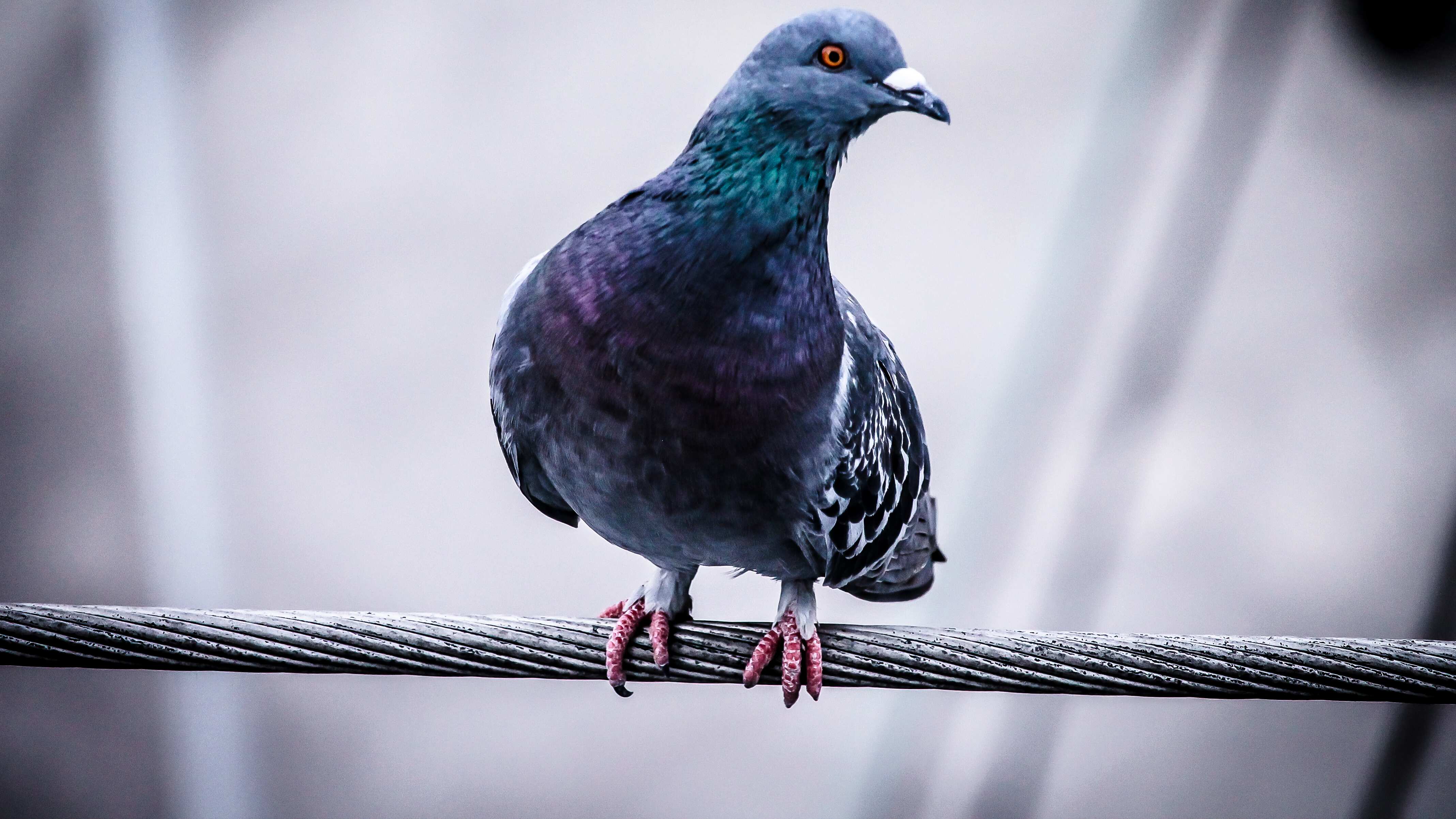 Briga de vizinhos motivada por pombos vai parar no tribunal