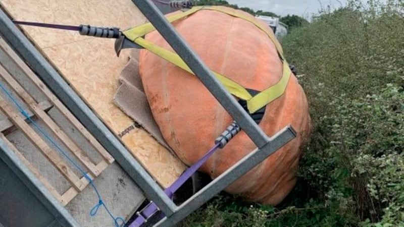 Legume era tão grande que tombou o caminhão que ia transpoortá-lo