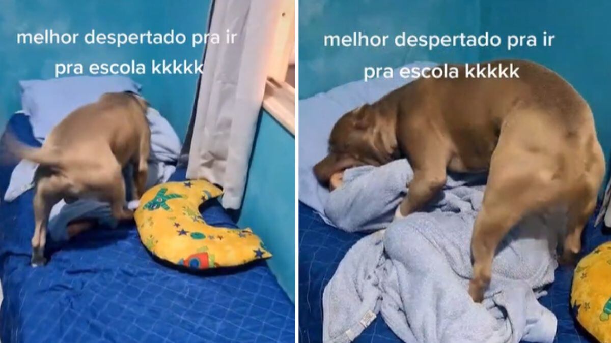 Pitbull acorda 'irmão humano' e viraliza