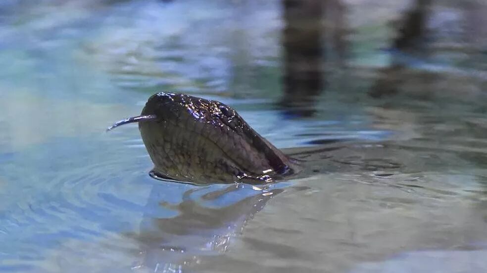 Sucuri Gaby Amarantos na água.