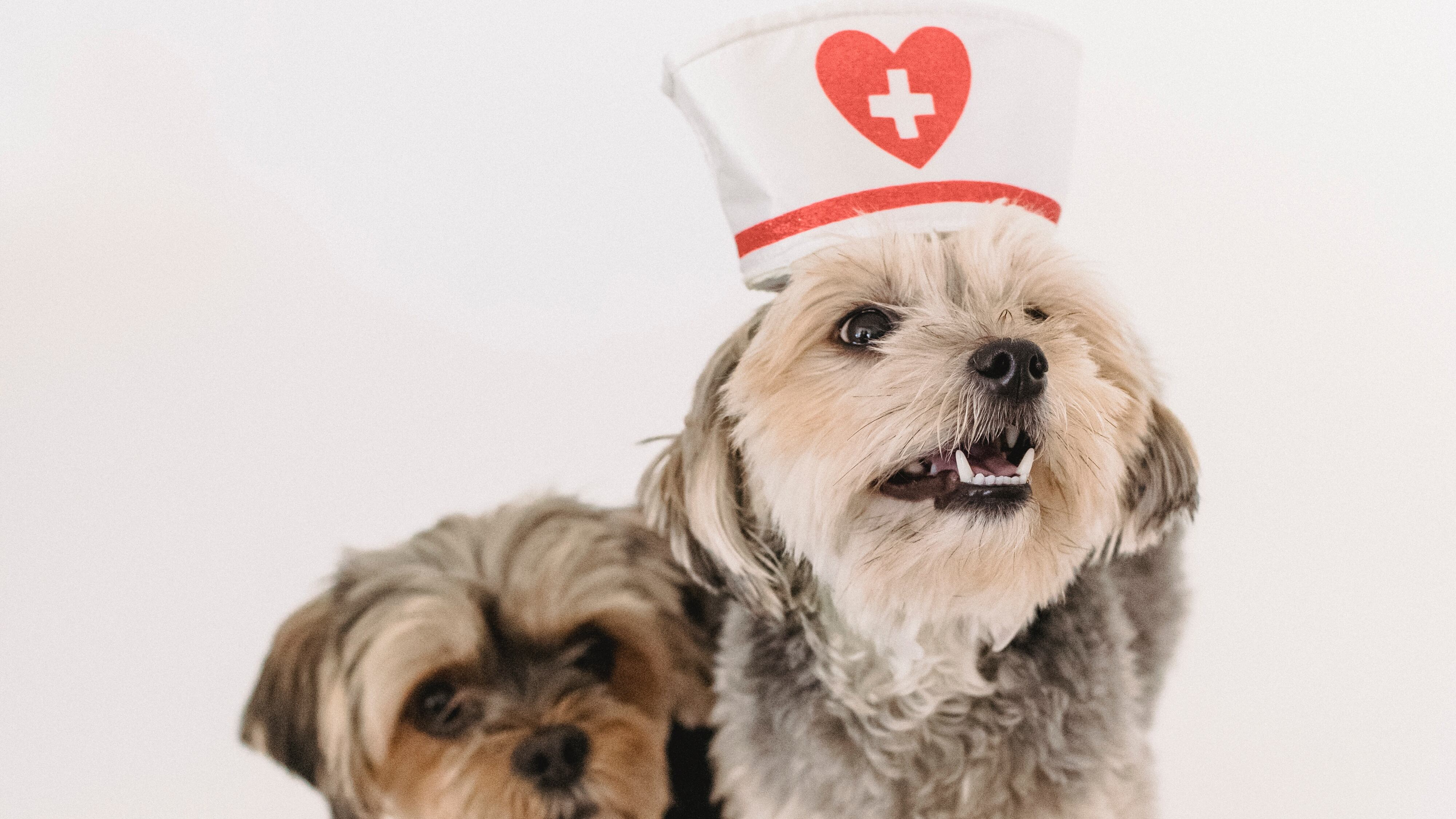 Cães peludos vestidos de enfermeiros