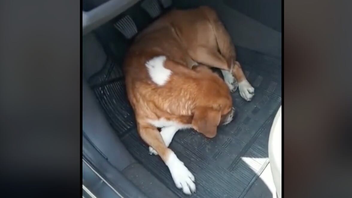 Cachorro é adotado após "invadir" carro