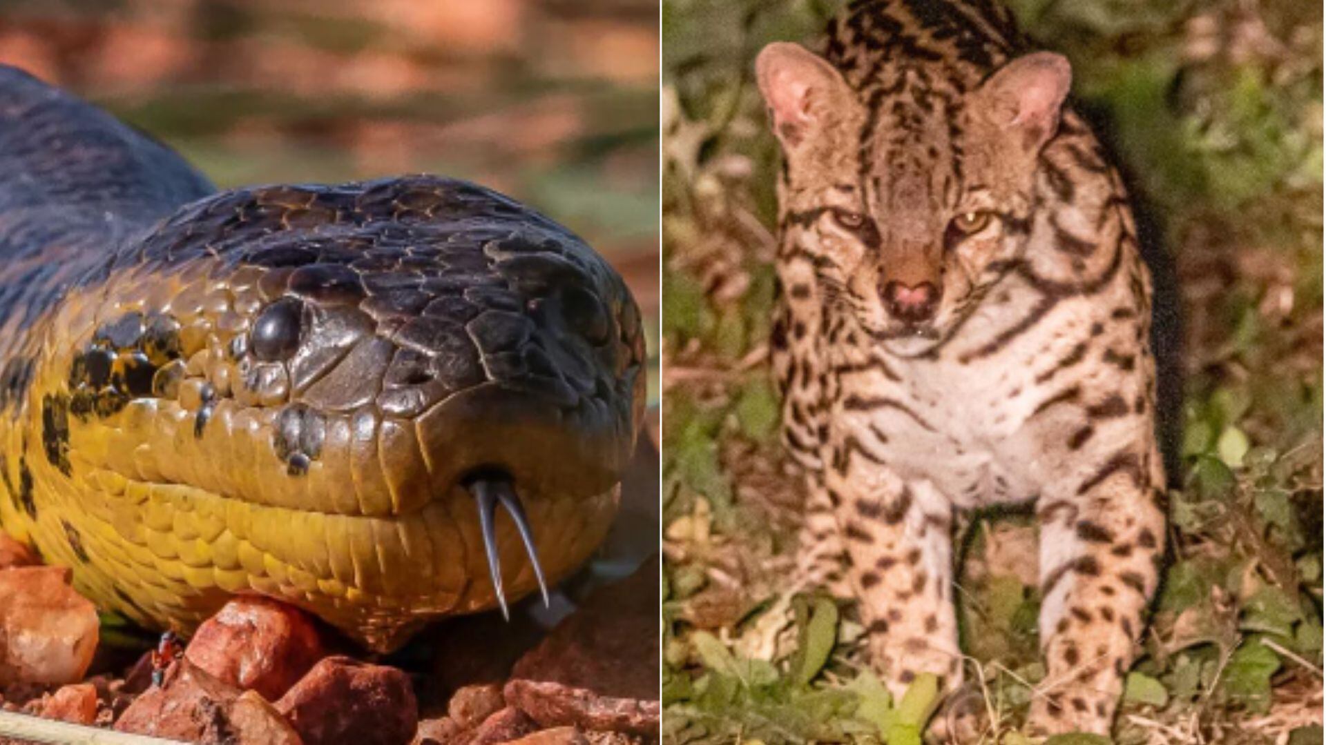 Sucuri e jaguatirica.