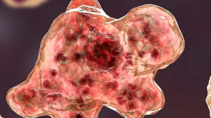 'Ameba comedora de cérebro'