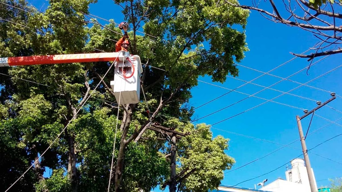Serviço de poda da Prefeitura de SP