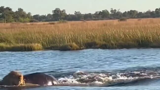 Ataque captado em vídeo.