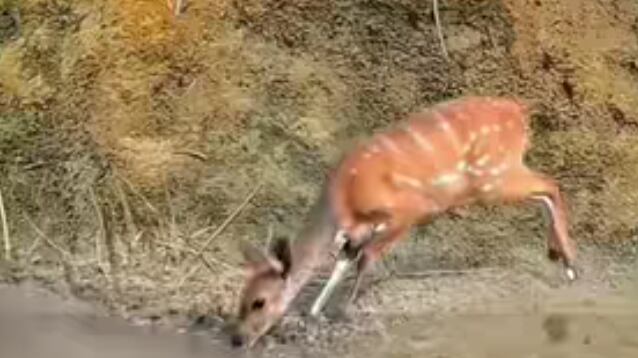 Crocodilo tenta dar bote em presa