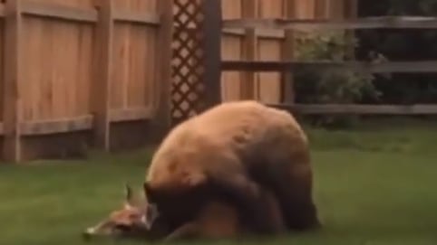 Vídeo registra urso devorando cervo em ataque brutal em quintal de residência; assista