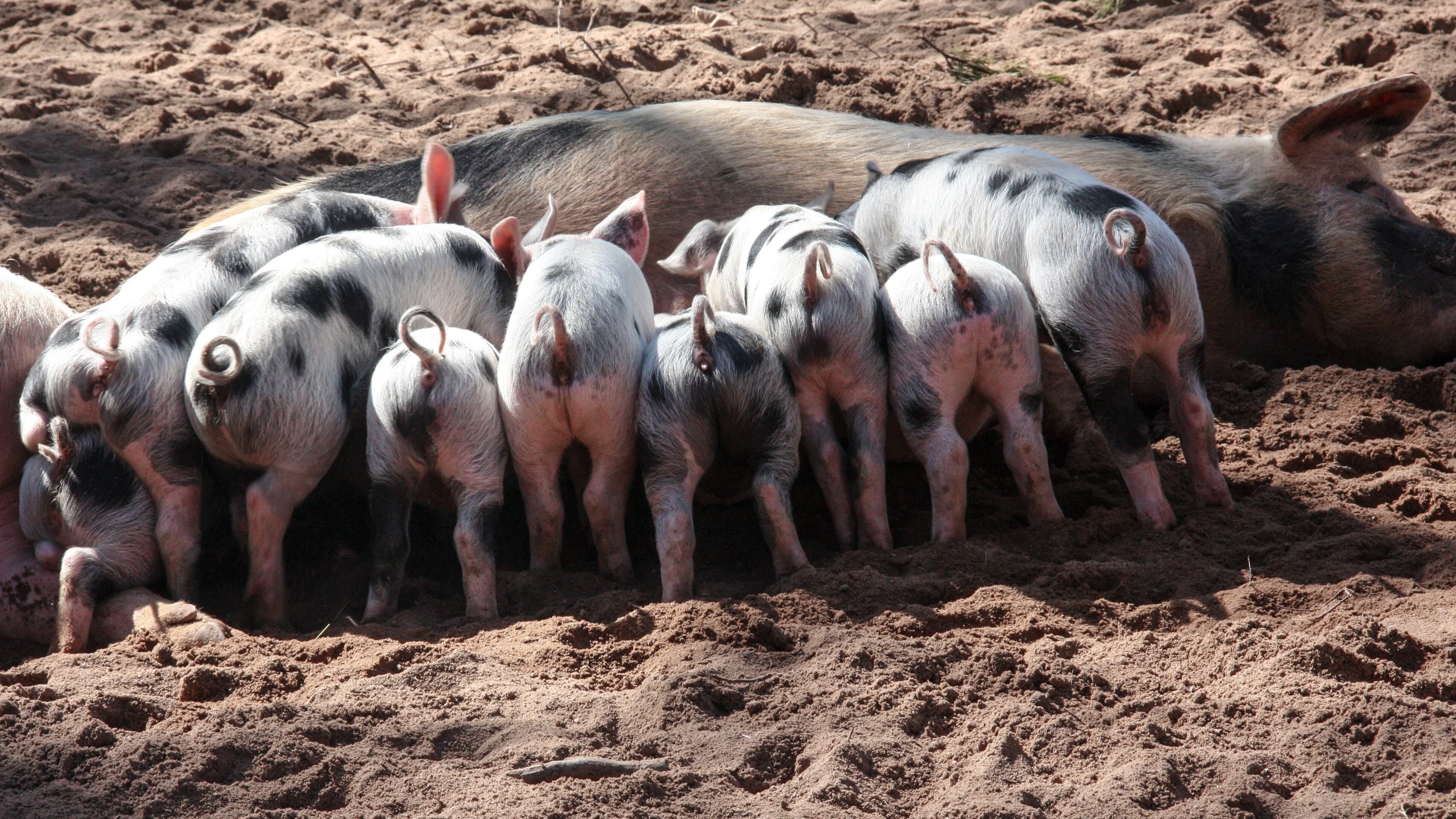 Mãe porca alimento filhotes com leite
