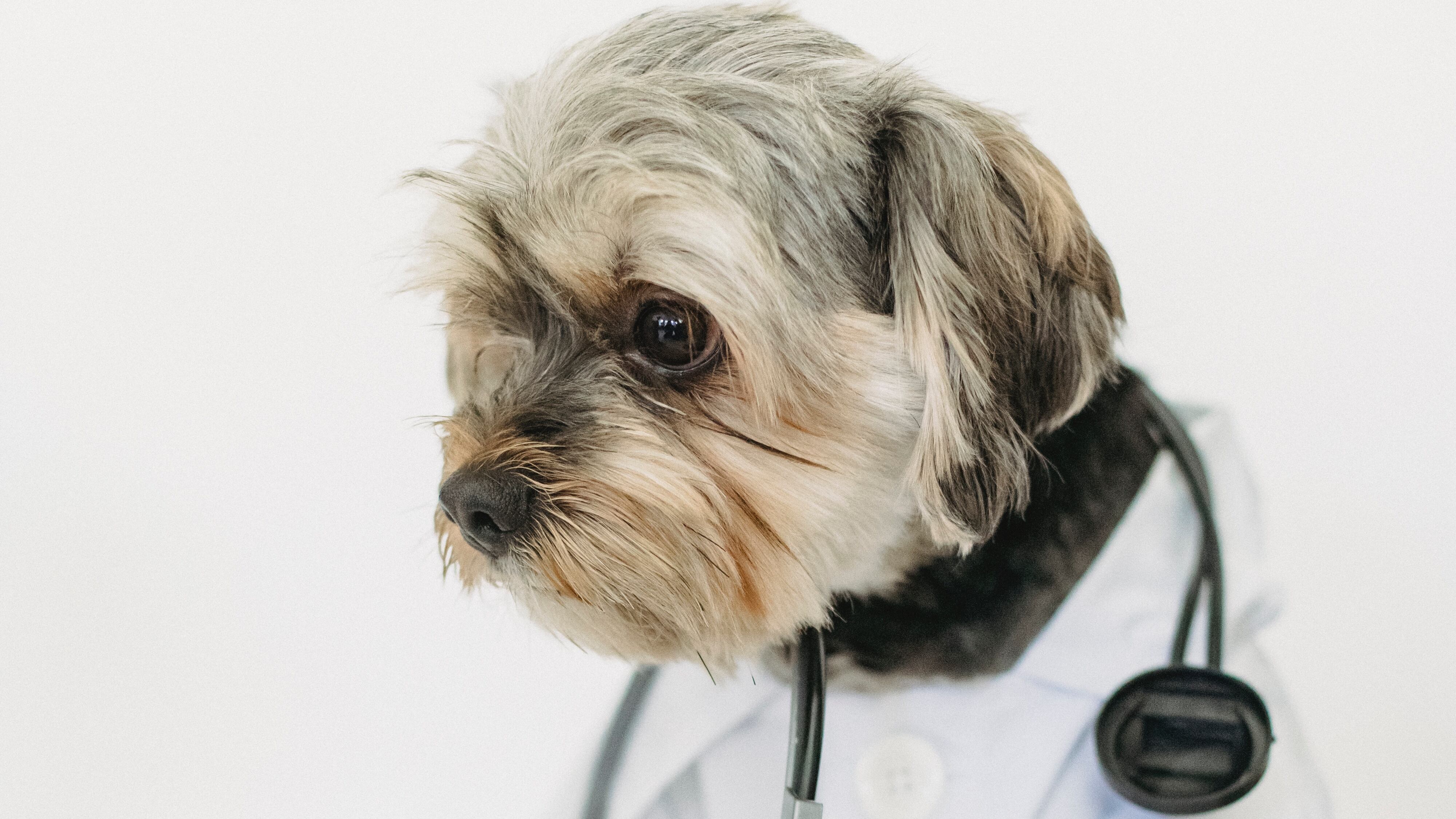 Cachorro vestido de médico