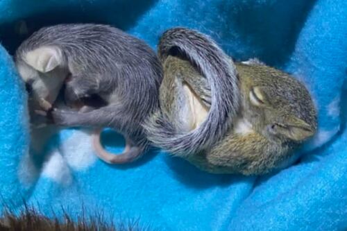 Filhote de gambá faz amizade com bebê esquilo após sair de incubadora