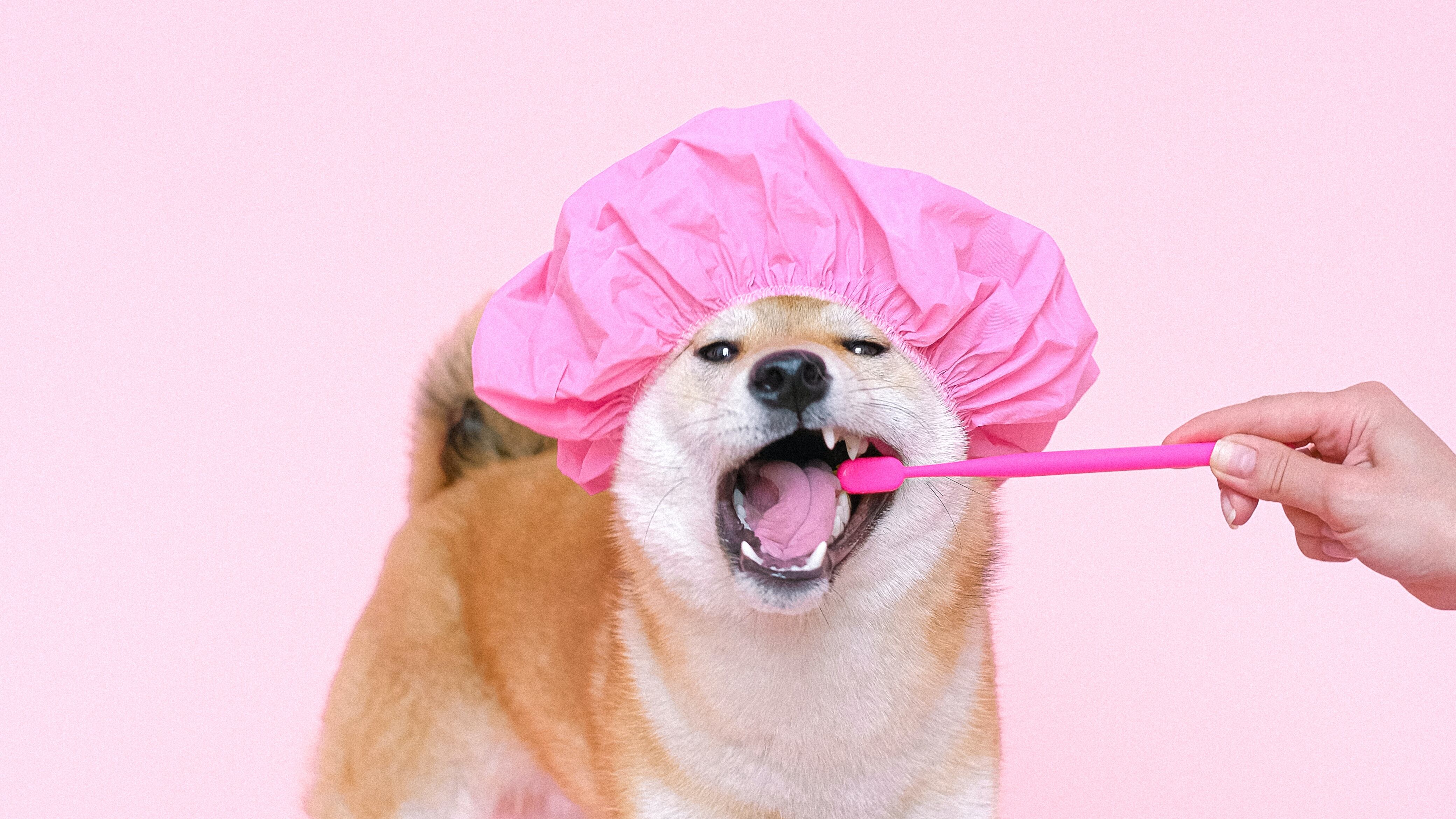 Cachorro escovando os dentes