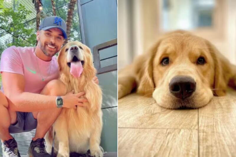 Pet foi levado para a cidade errada e morreu na volta para SP