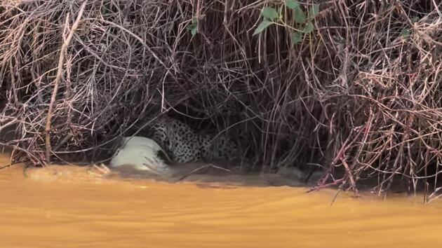 Sequência viralizou nas redes sociais recentemente.