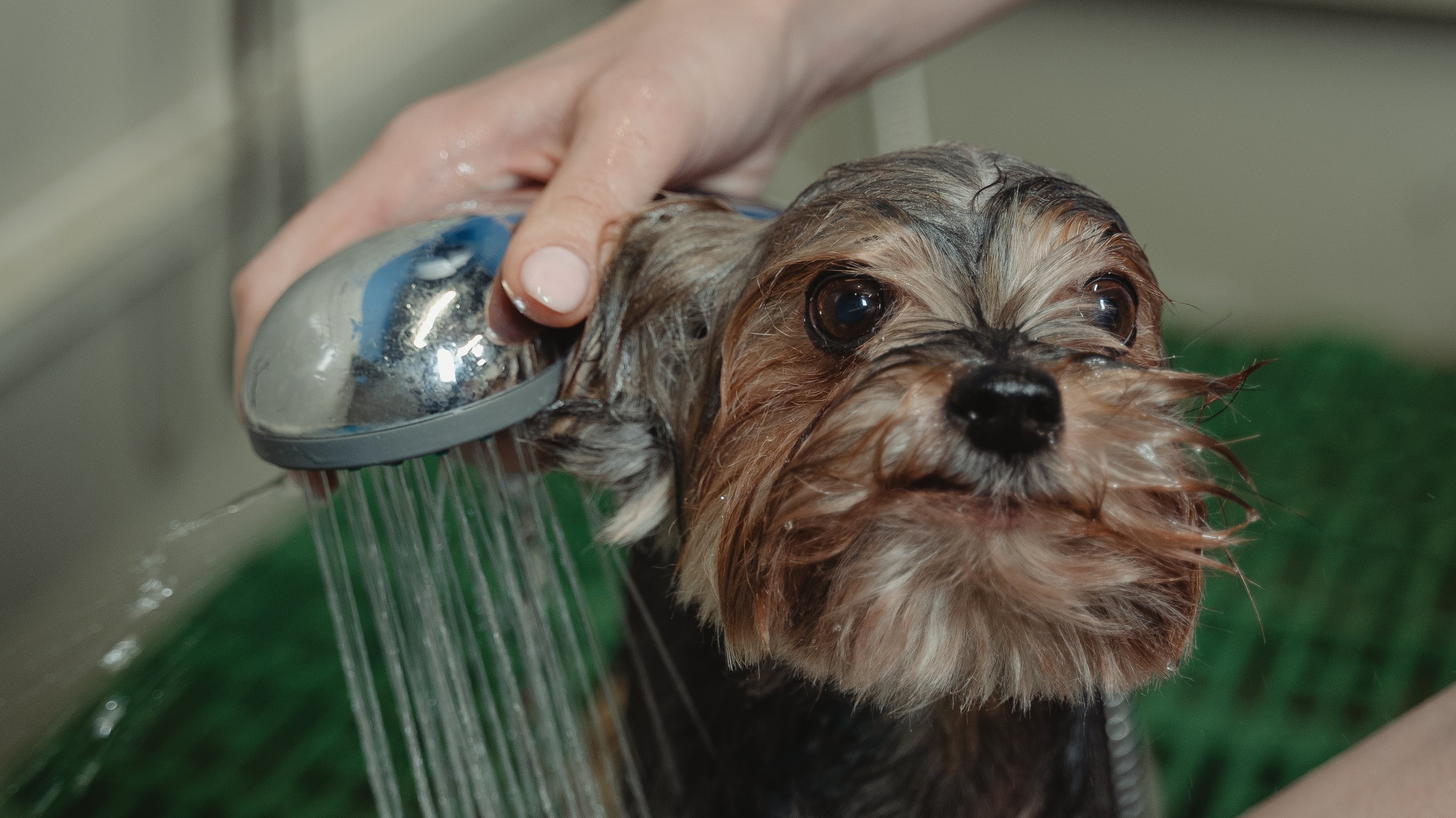 Cachorro tomando banho