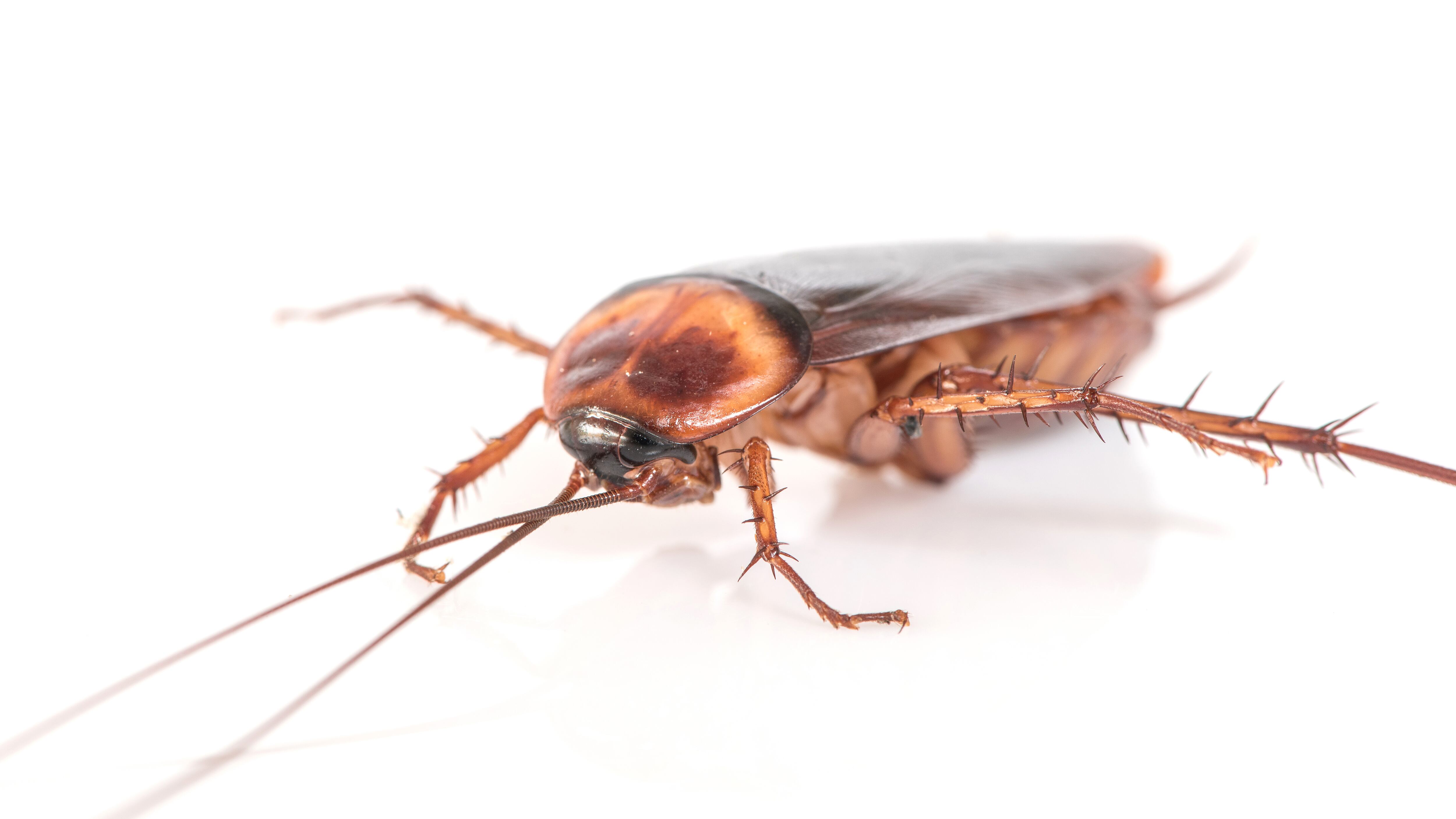 Como eliminar as baratas de dentro de casa