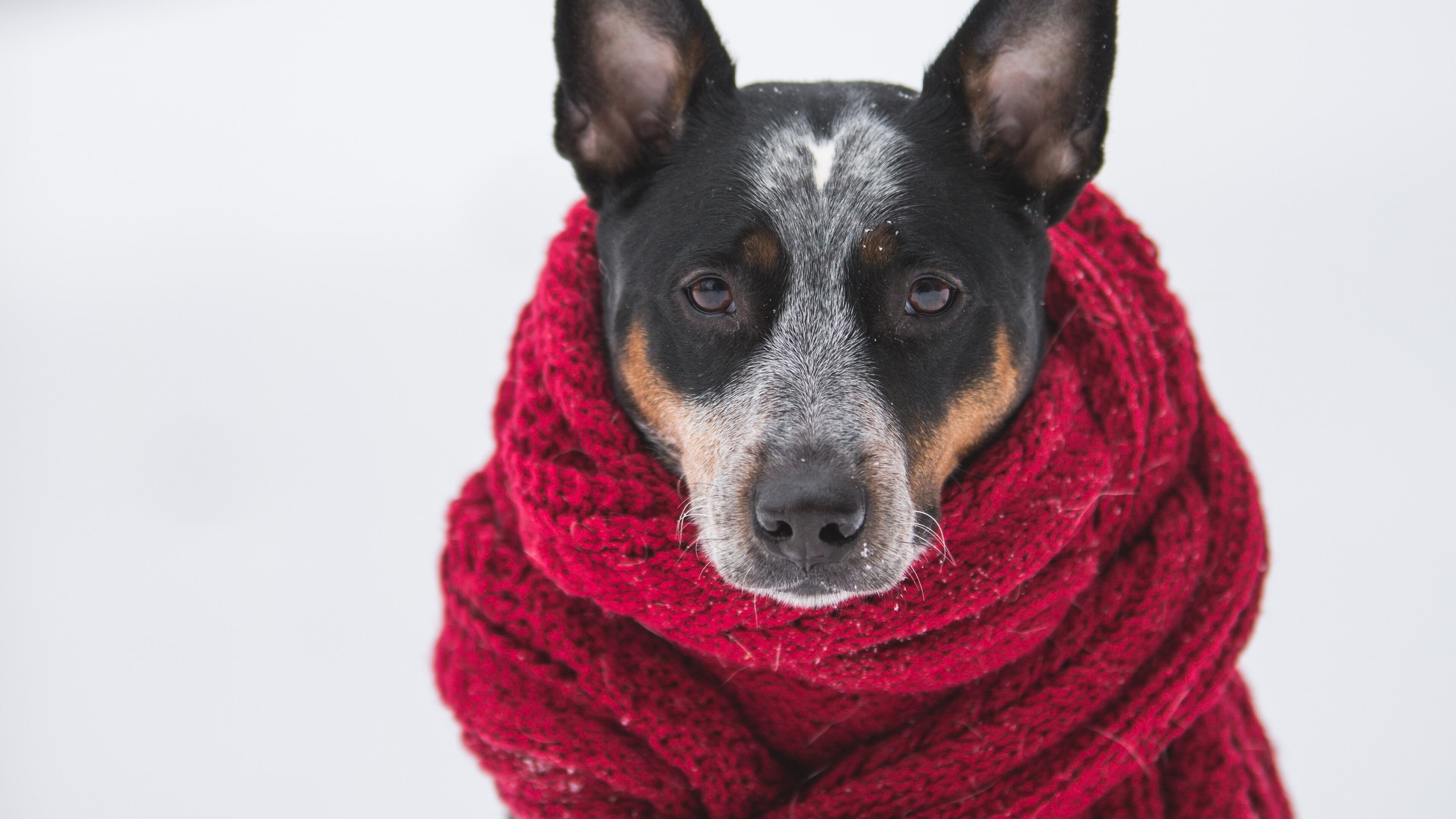 Cachorro de cachecol