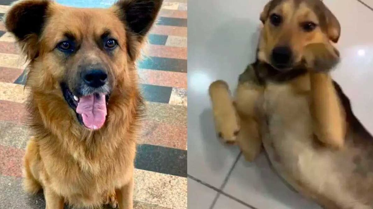 Bradock e Lobinho foram brutalmente mortos no litoral de SP