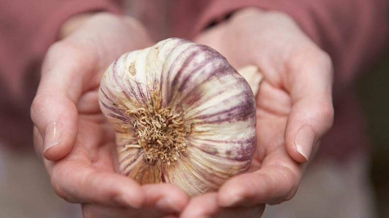 El ajo es bueno para calmar el dolor en las muelas.