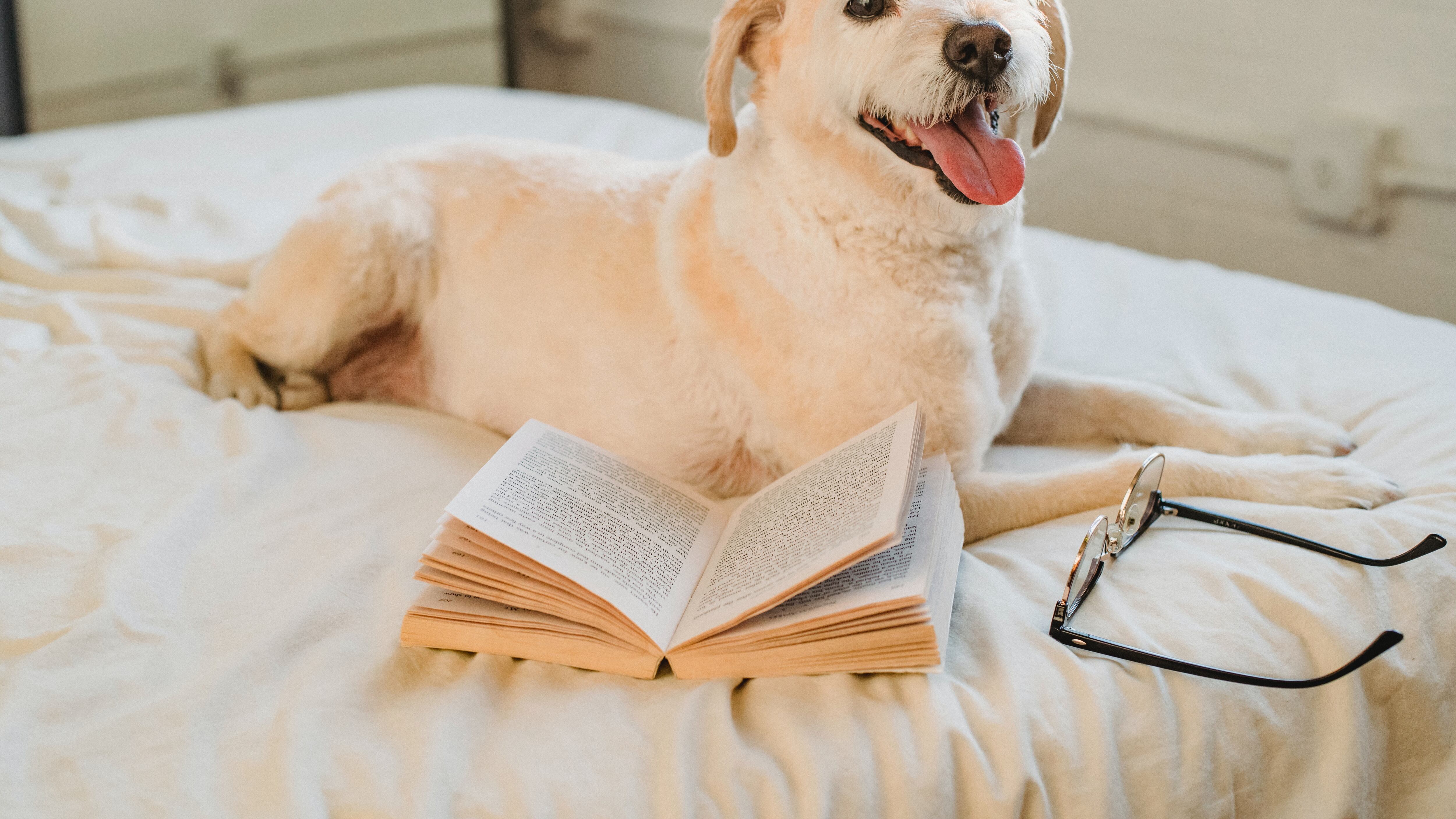 Cão deitado ao lado de óculos e livro