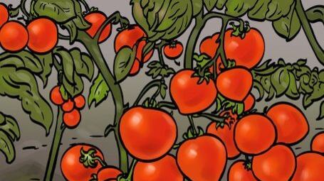 Desafio visual hard: há um coração camuflado entre os tomates e você tem 6 segundos para achá-lo