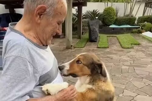 Idoso com Alzheimer reconhece cão após meses e vídeo emocionante comove internautas