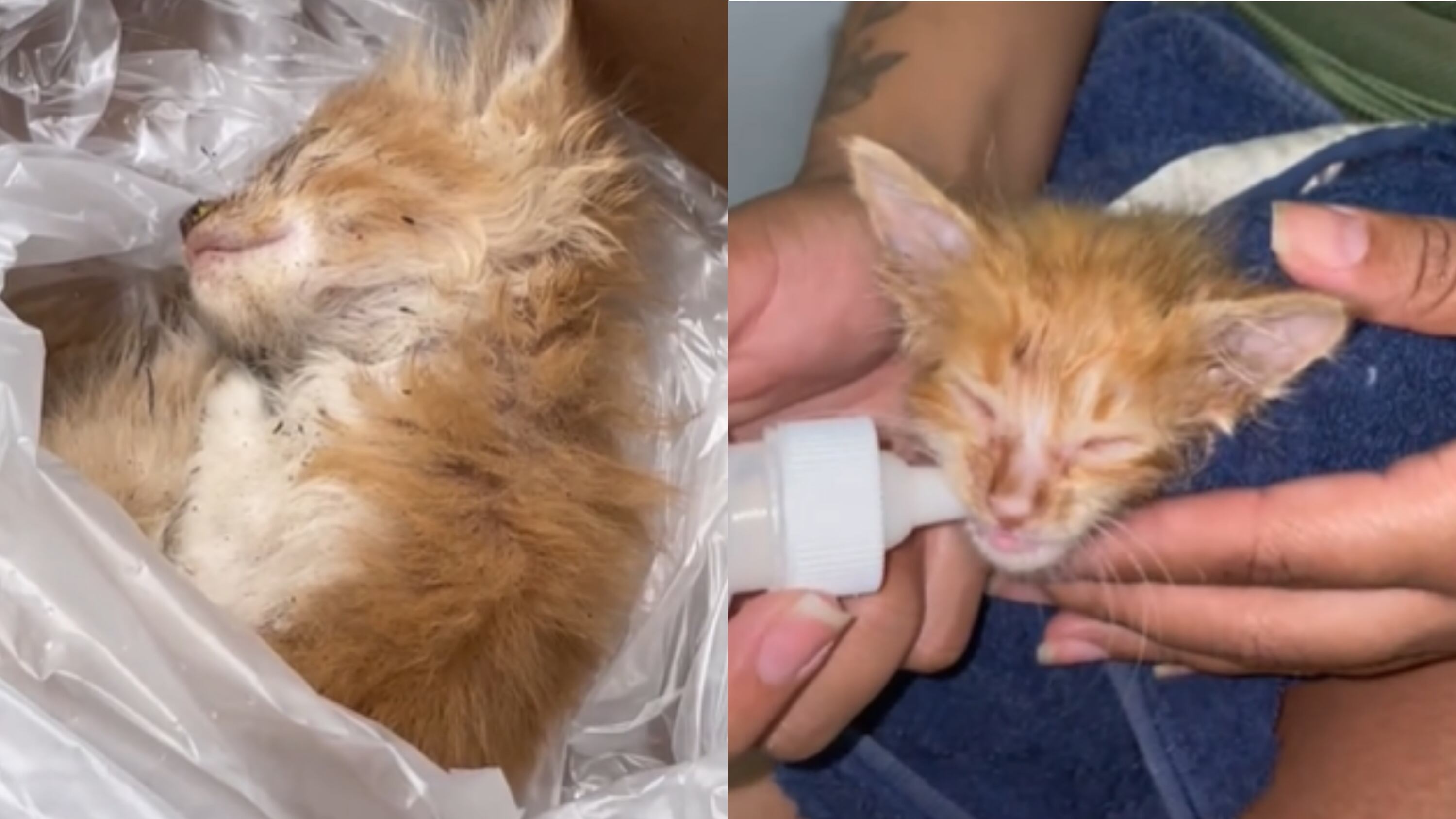 Mulher viraliza e emociona a web ao resgatar gatinho 'triste e sem esperença de sobreviver'