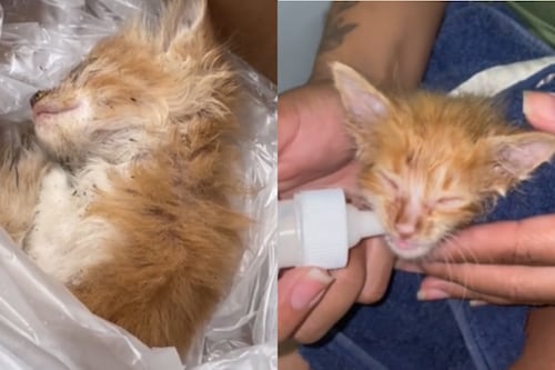 Vídeo: Mulher viraliza e emociona a web ao compartilhar resgate de gatinho ‘triste e sem esperança de sobreviver’
