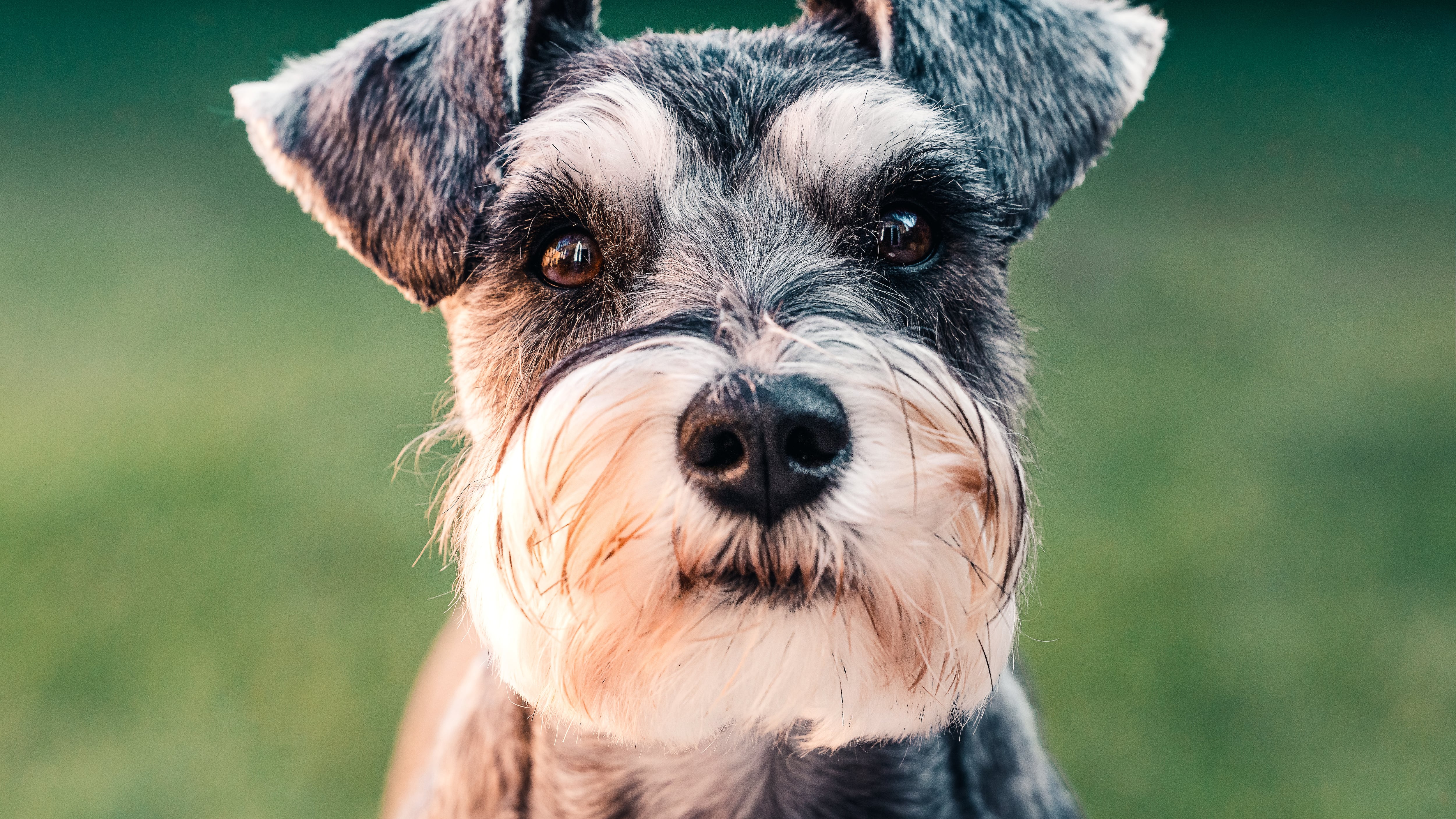 Schnauzer