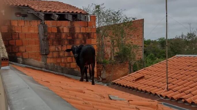 Animal quebrou algumas telhas, mas foi resgatado ileso
