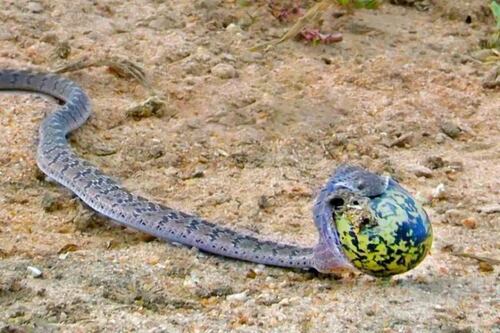 Vídeo impressiona ao mostrar cobra roubando e fugindo com ovo; engoliu inteiro