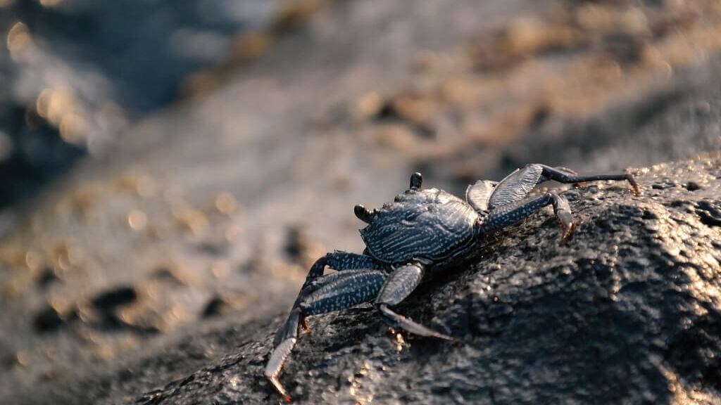 Sol em Câncer 2022: como o seu signo pode aproveitar o período