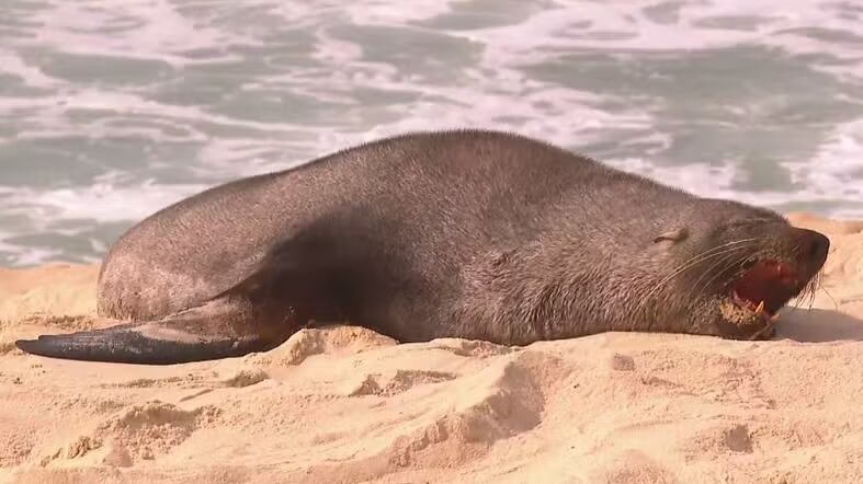 Lobo-marinho é avistado na praia de Ipanema e surpreende banhistas