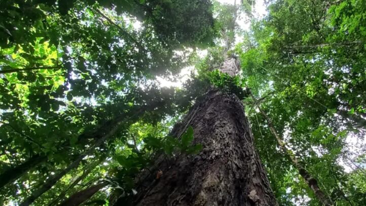 Árvore possui 88,5 metros de altura e quase 10 de circunferência