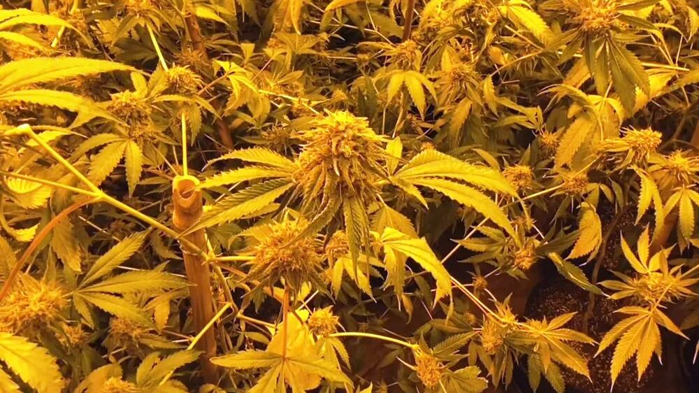 Droga é conhecida pelo 'efeito zumbi'