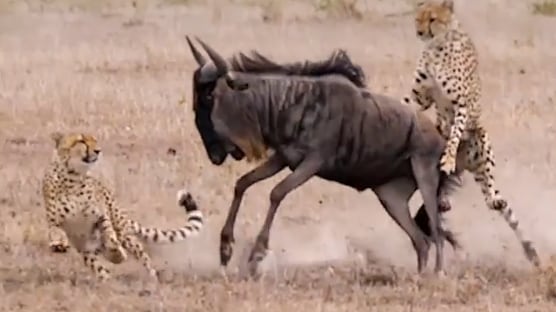 Em imagens impressionantes, vídeo mostra perseguição e ataque de dupla de leopardos contra gnu; assista