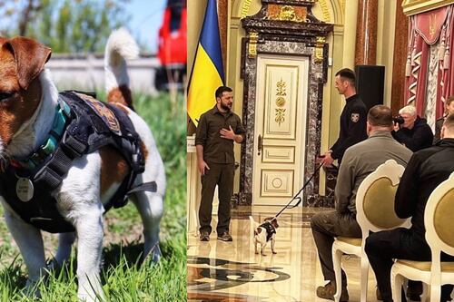 Cachorro soldado: Presidente da Ucrânia premia cão farejador de bombas com medalha
