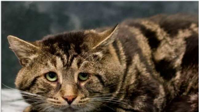 Fishtopher, o gato triste