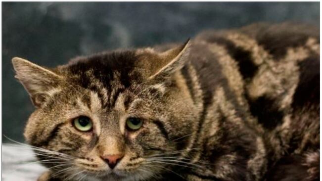 Fishtopher, o gato triste