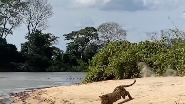 Registro impressionante