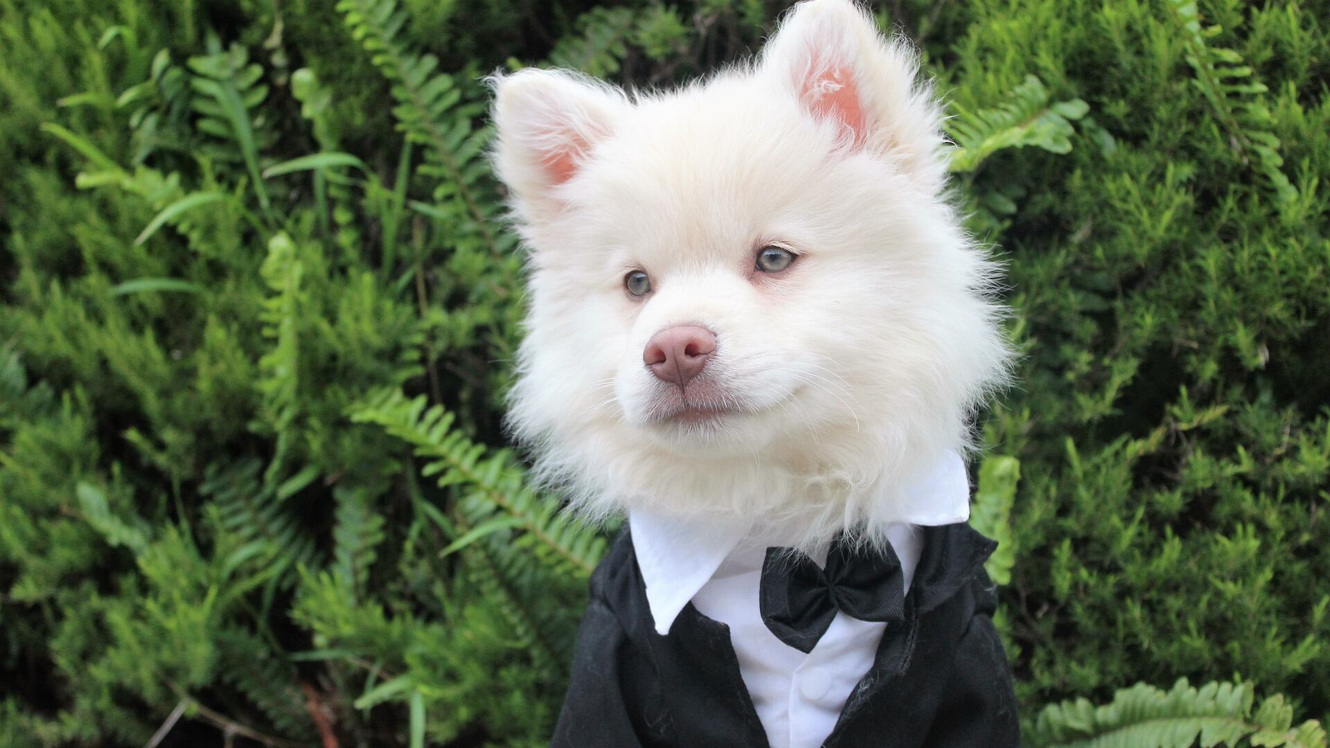 Cachorro no casamento