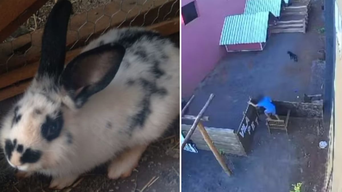 Menino de 9 anos foi flagrado matando os 23 bichos, mas não receberá punição