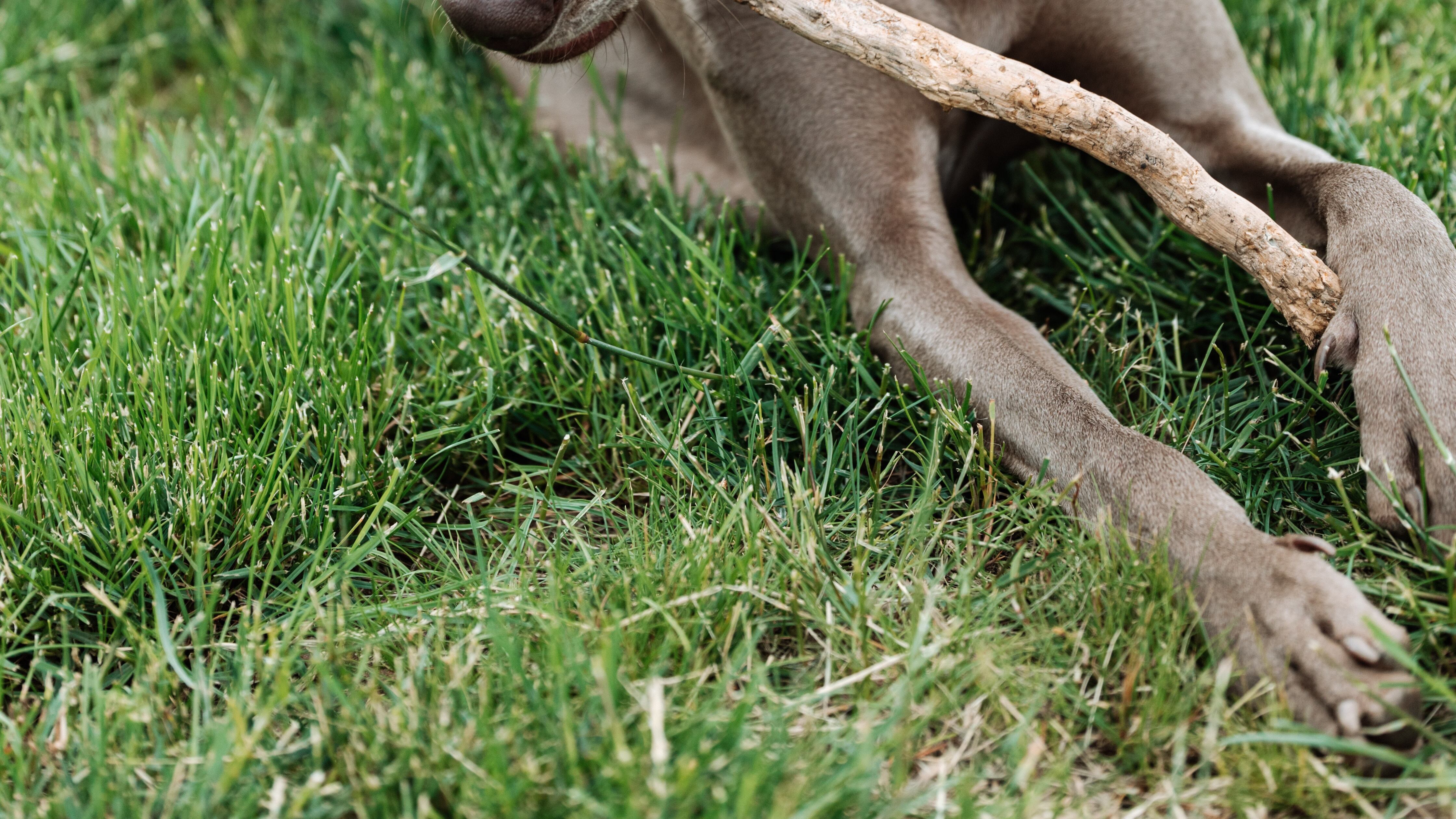 Cão da raça Weimaraner brincando com pedaço de madeira