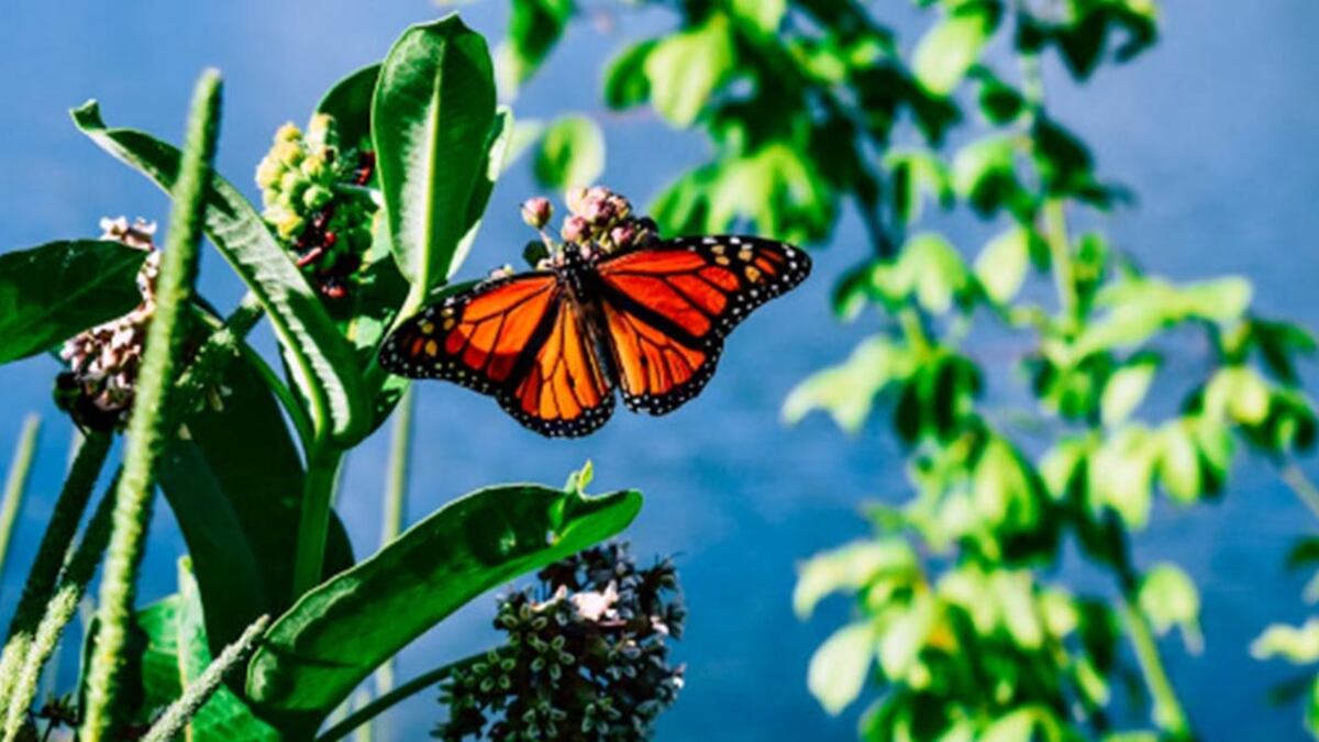 Mariposas monarca