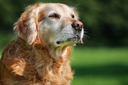 Doenças de animais de estimação: o que é sarcopenia?