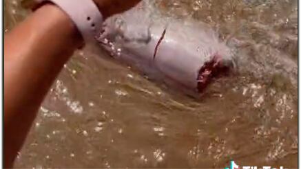 Australiana encontra na praia suposto 'membro' de baleia