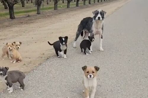 Cena de filme: família de cães abandonados em pomar corre até carro pedindo resgate