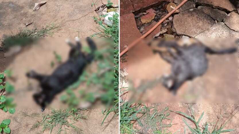 Suspeita é que bichos tenham sido envenenados por meio de alimentos.