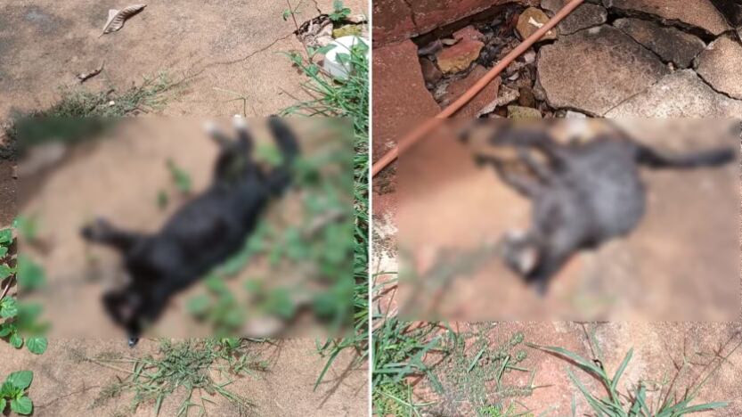 Suspeita é que bichos tenham sido envenenados por meio de alimentos.