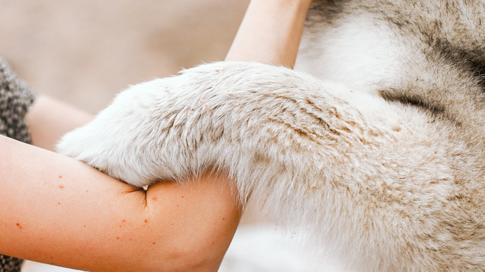 As raças de cães menos afetuosas